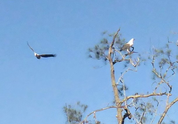 White-bellied Sea-Eagle - ML245692651