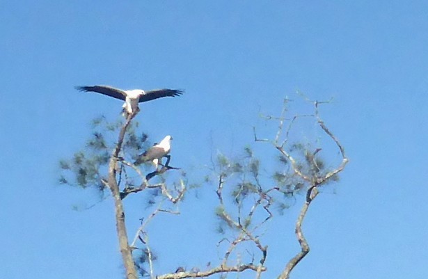 White-bellied Sea-Eagle - ML245692661