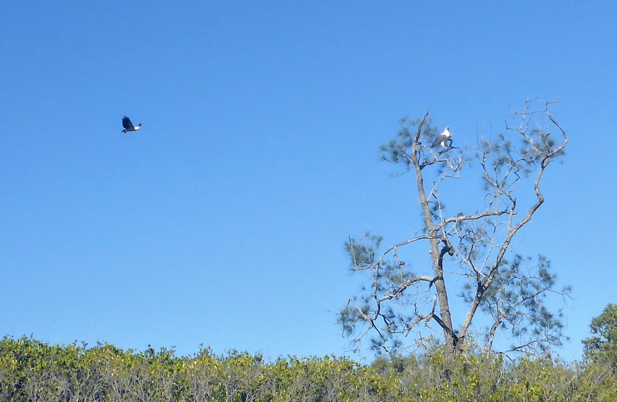 White-bellied Sea-Eagle - ML245692671