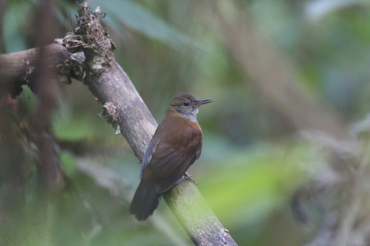 Gray-throated Leaftosser - ML245692731