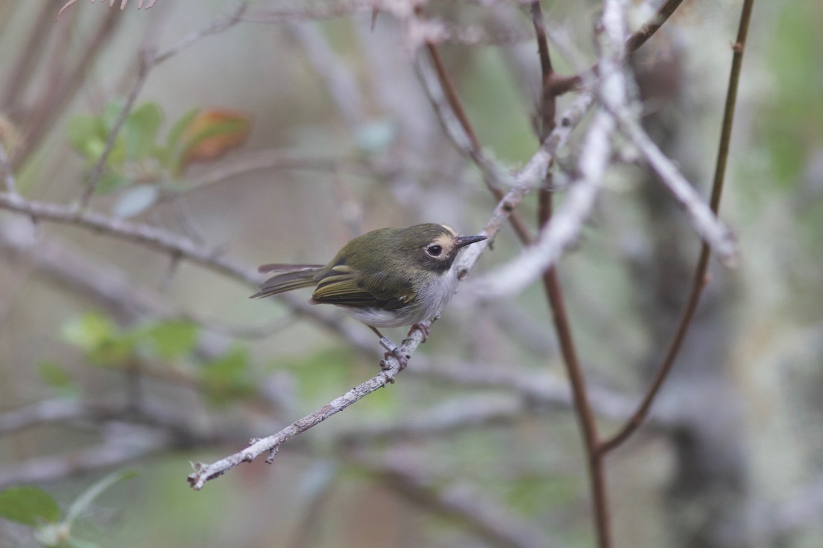 Black-throated Tody-Tyrant - ML245692891