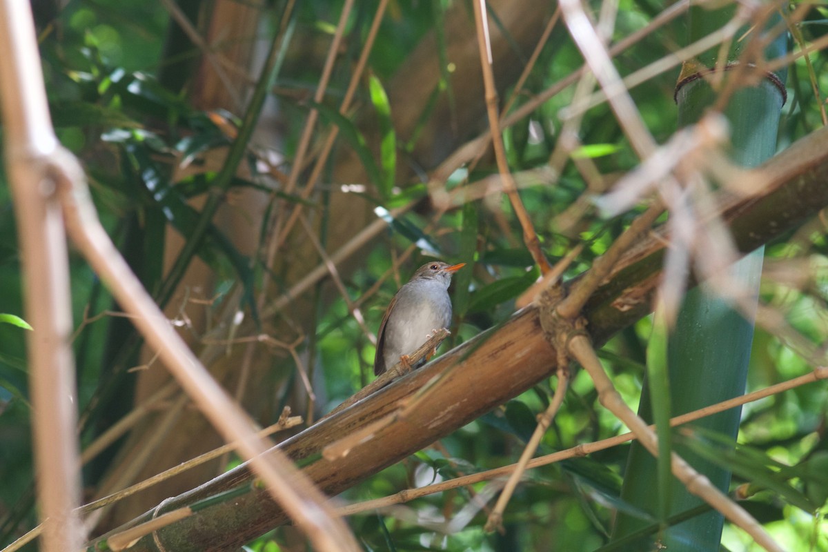 Orange-billed Nightingale-Thrush - ML245693071