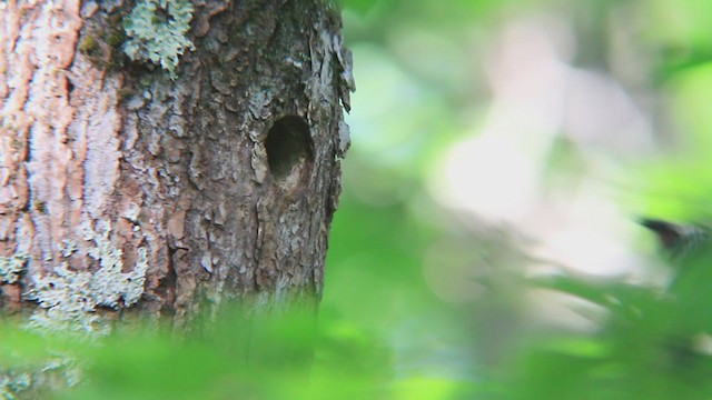 Yellow-bellied Sapsucker - ML245693251