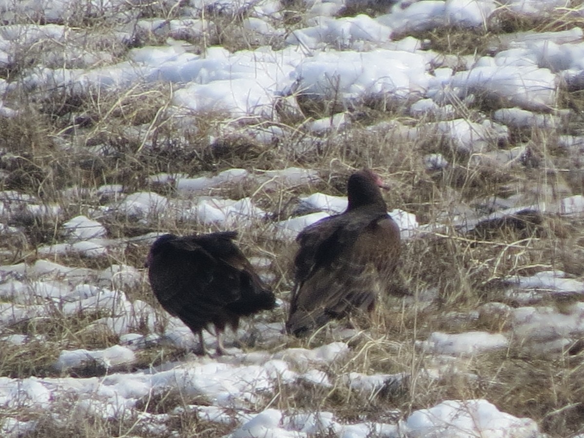 Turkey Vulture - ML24569361