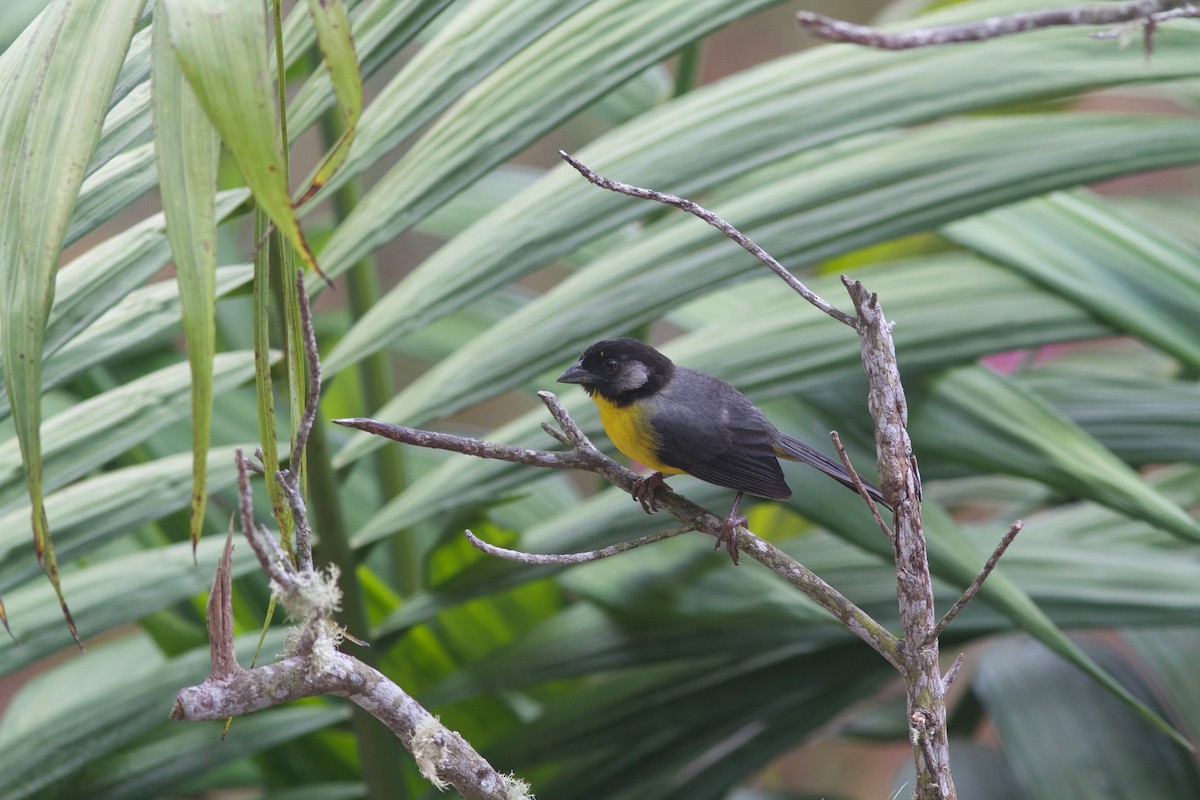 Santa Marta Brushfinch - ML245693651