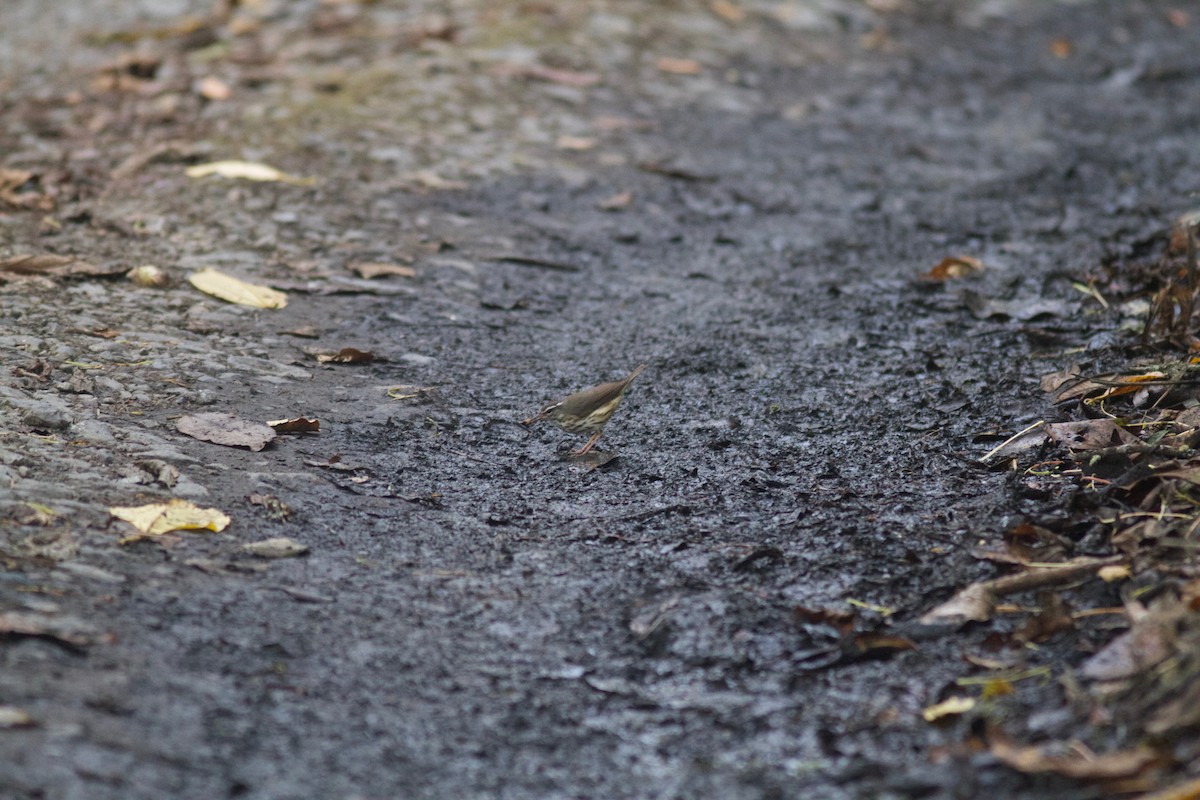 Louisiana Waterthrush - ML245693741