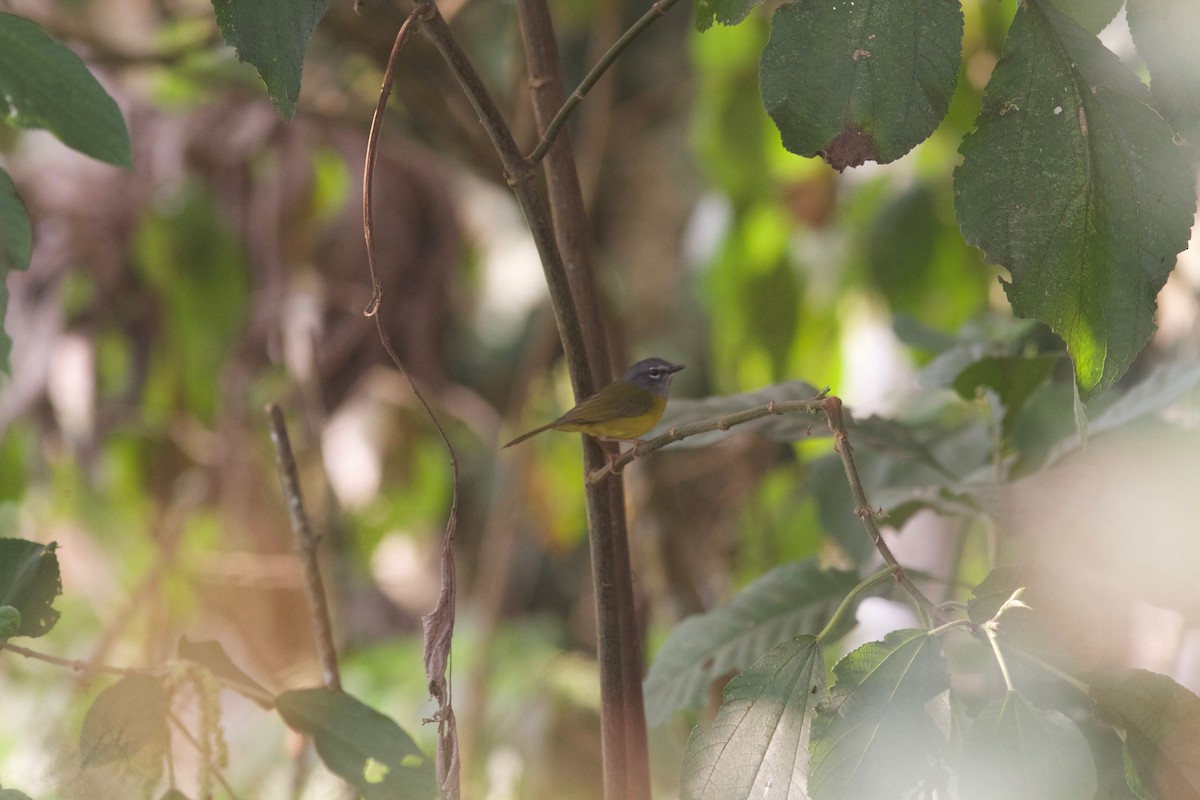 White-lored Warbler - ML245694031