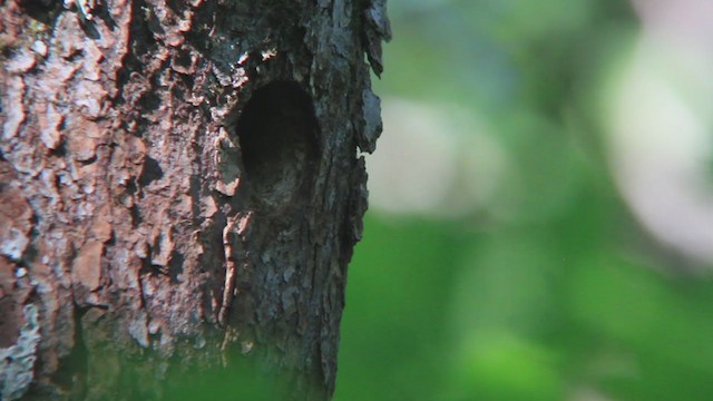 Yellow-bellied Sapsucker - ML245694081