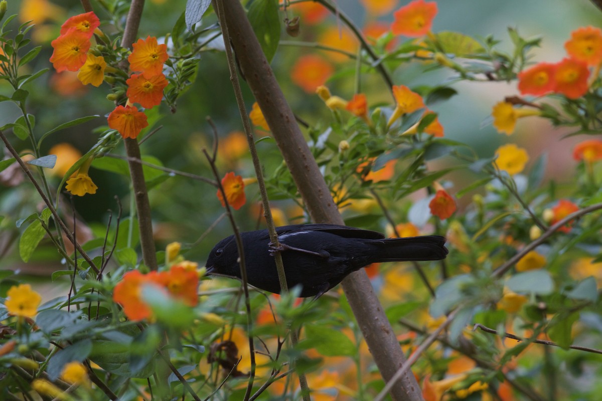 Pinchaflor Flanquiblanco - ML245694371