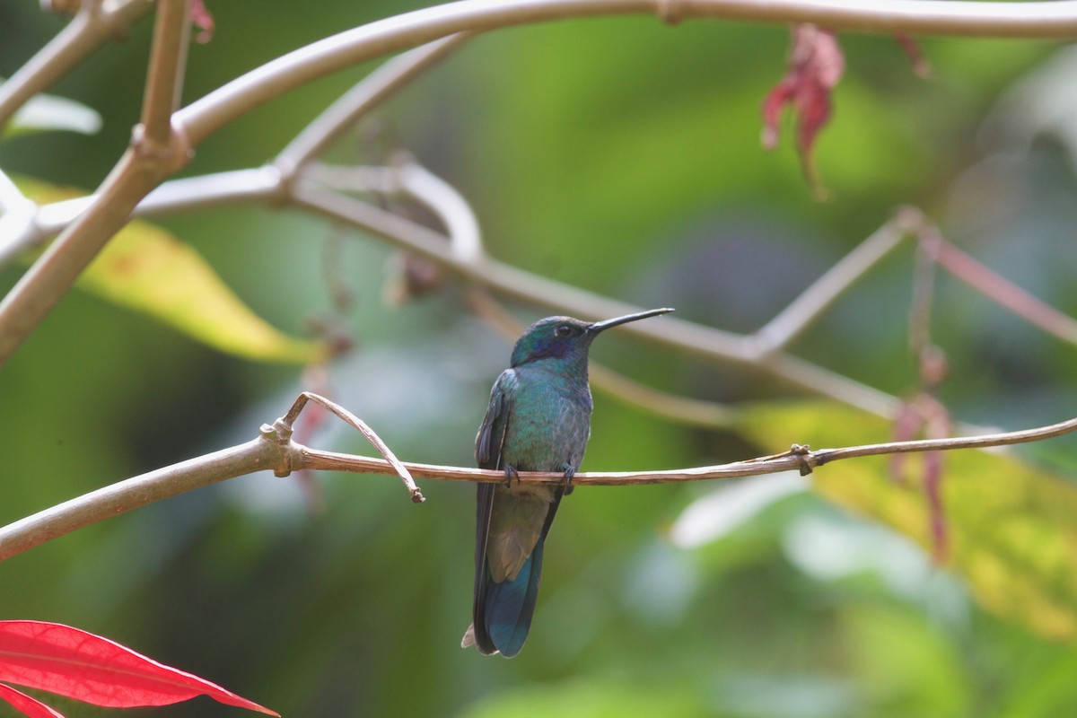 Colibrí Rutilante - ML245694861