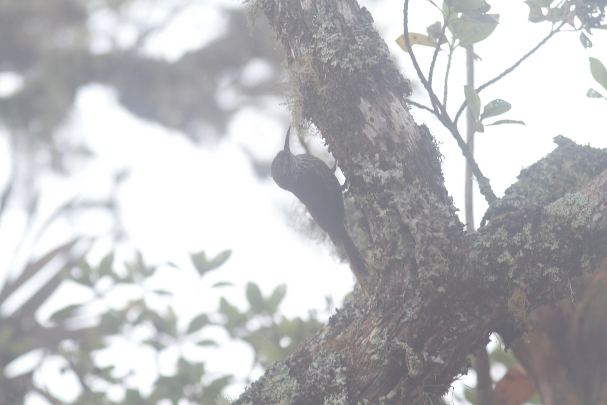 Montane Woodcreeper - ML245695181