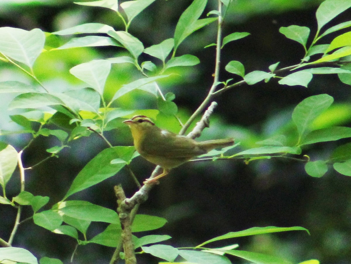 Worm-eating Warbler - ML245695441