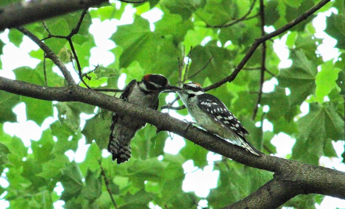 Downy Woodpecker - ML245695761