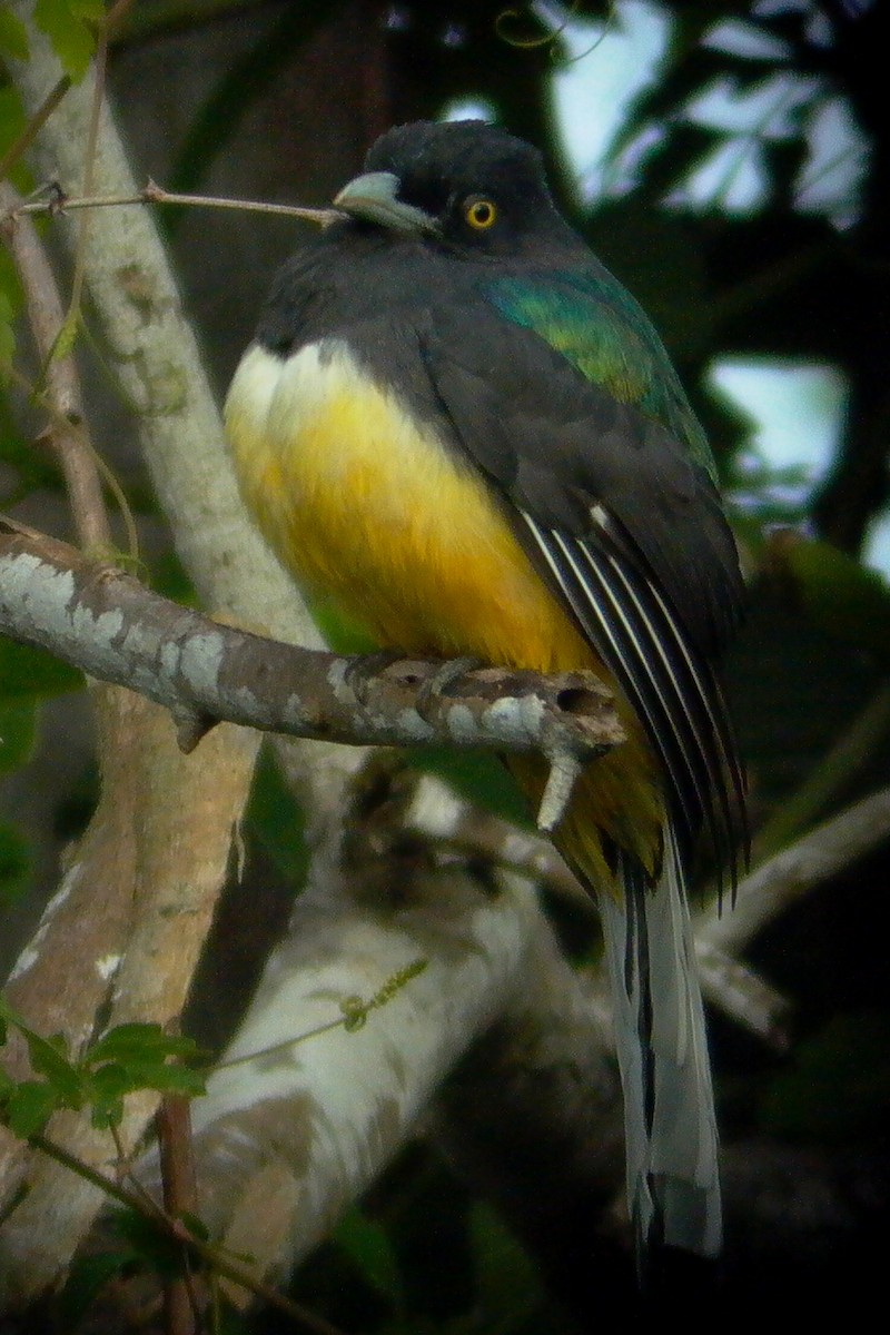 trogon žlutobřichý - ML24569591