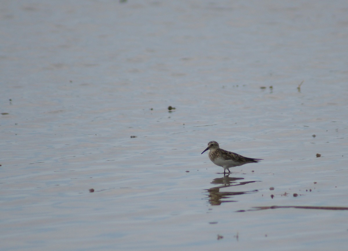 Baird's Sandpiper - ML245697601