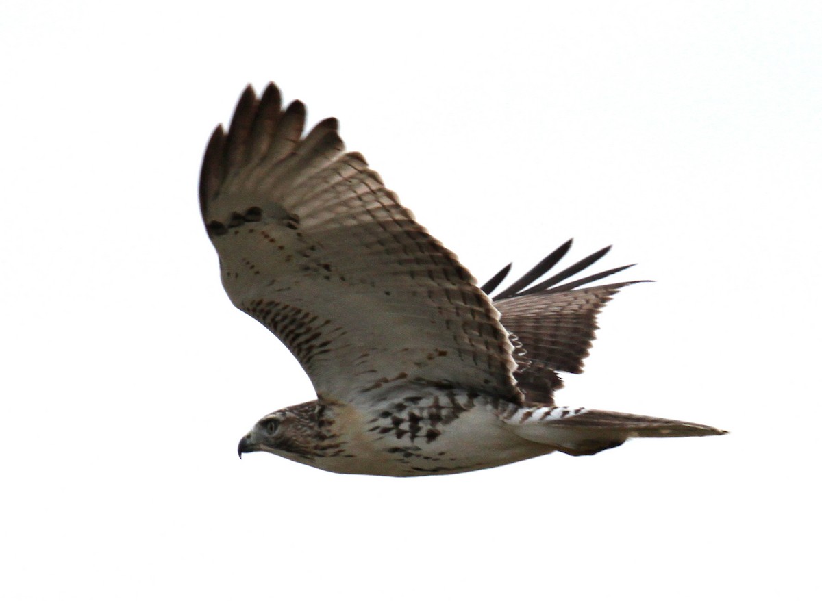 Red-tailed Hawk - ML245698621