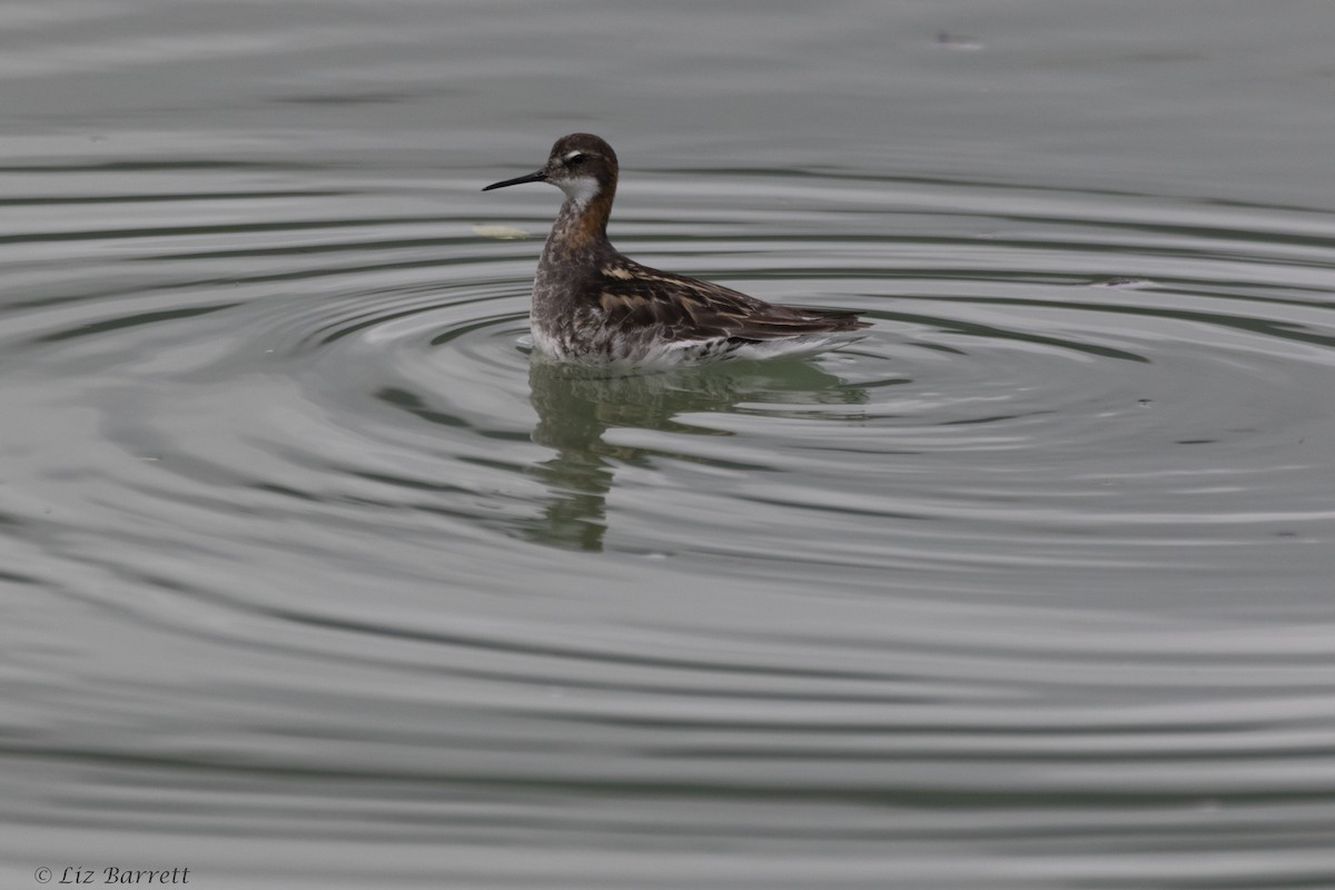 Red-necked Phalarope - Liz Barrett