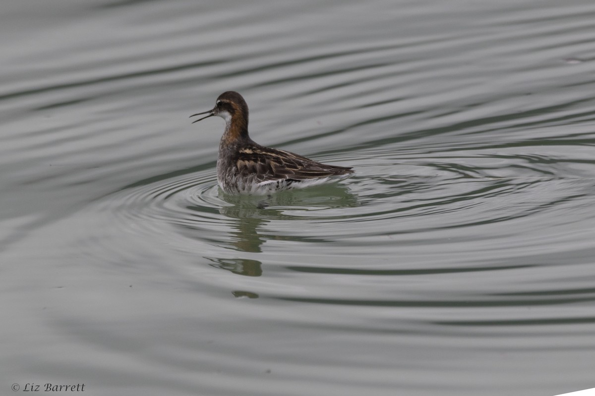 Red-necked Phalarope - ML245698751