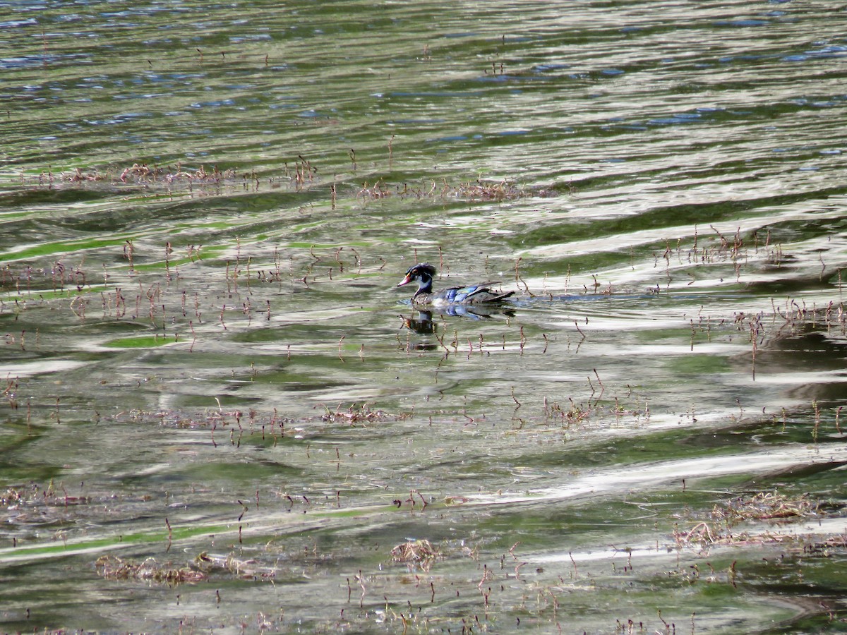 Wood Duck - Matthew Schreiner