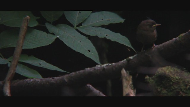 Winter Wren - ML245701671