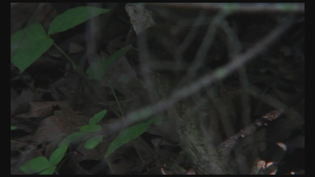 Winter Wren - ML245701701