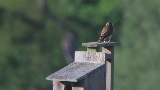 American Kestrel - ML245702291