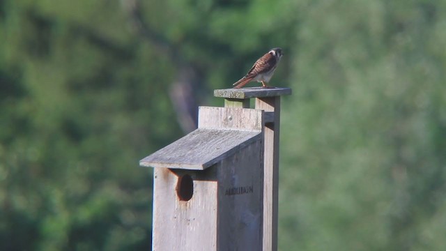 American Kestrel - ML245702611