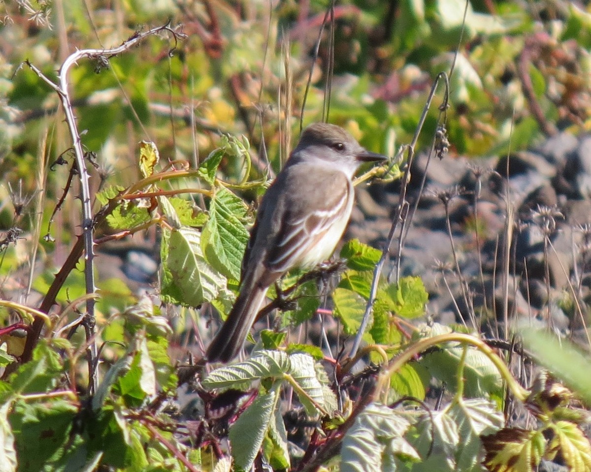 Ash-throated Flycatcher - ML24570271