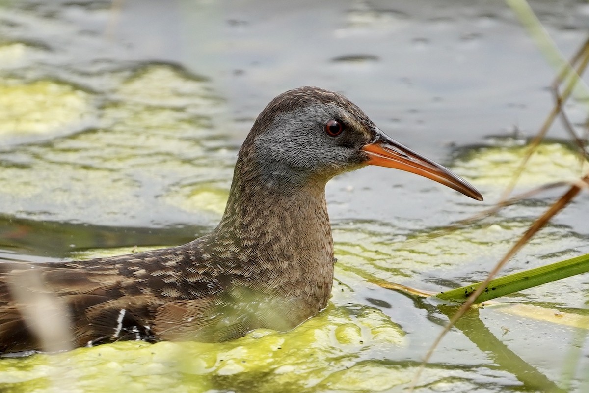 Virginia Rail - ML245704021