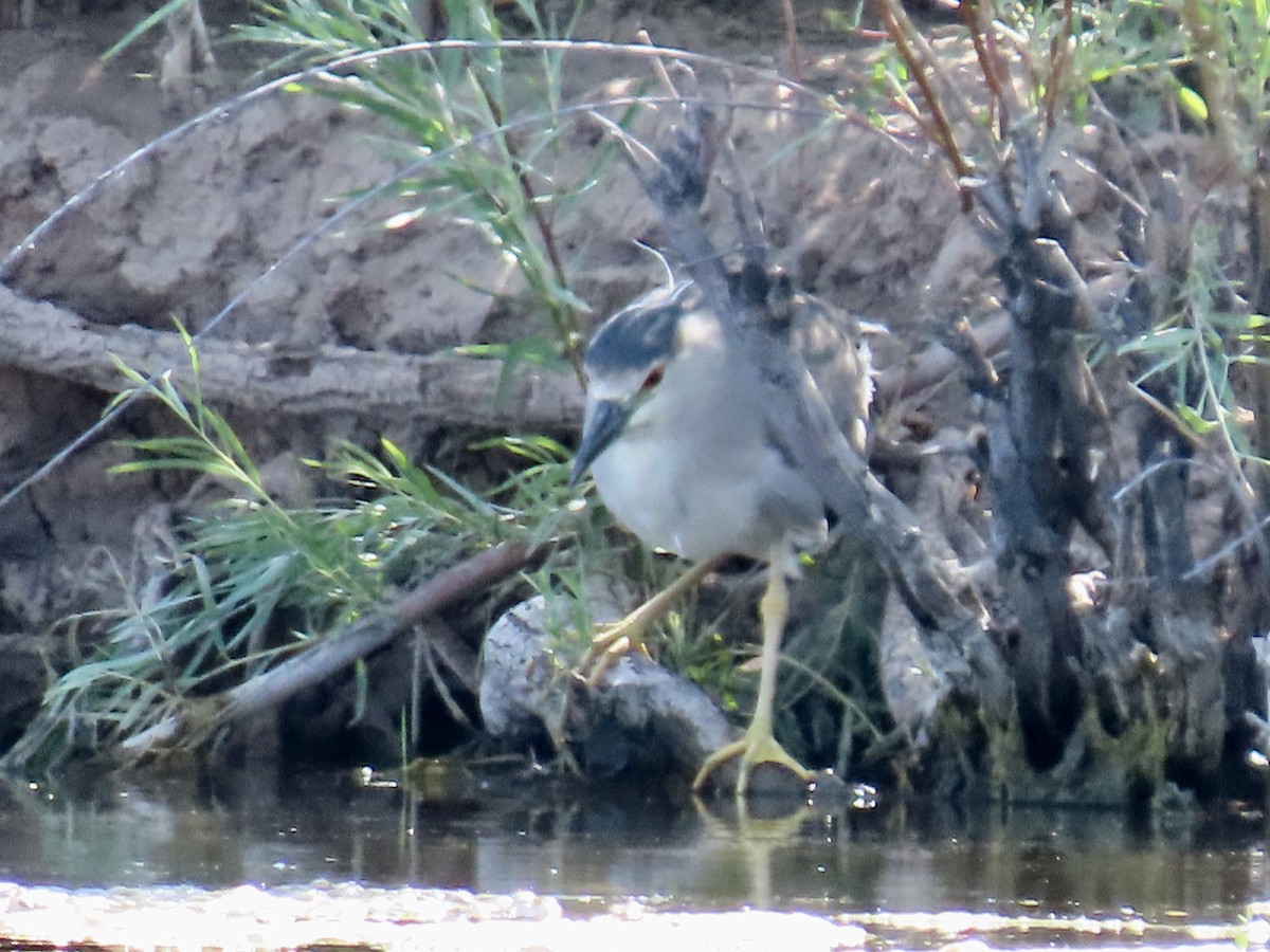 Black-crowned Night Heron - ML245705661