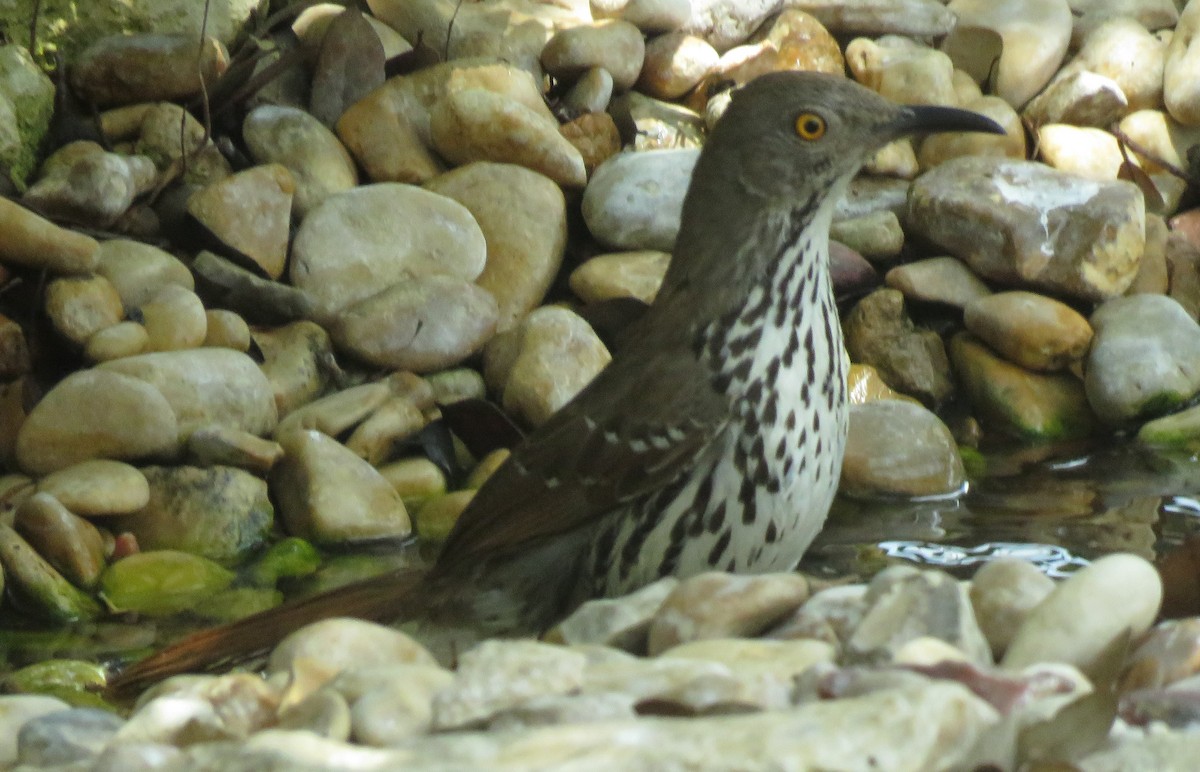 Long-billed Thrasher - Thomas Collins