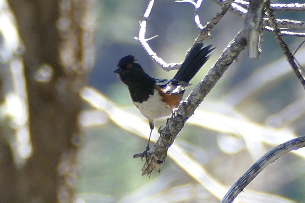 Spotted Towhee - ML245708181