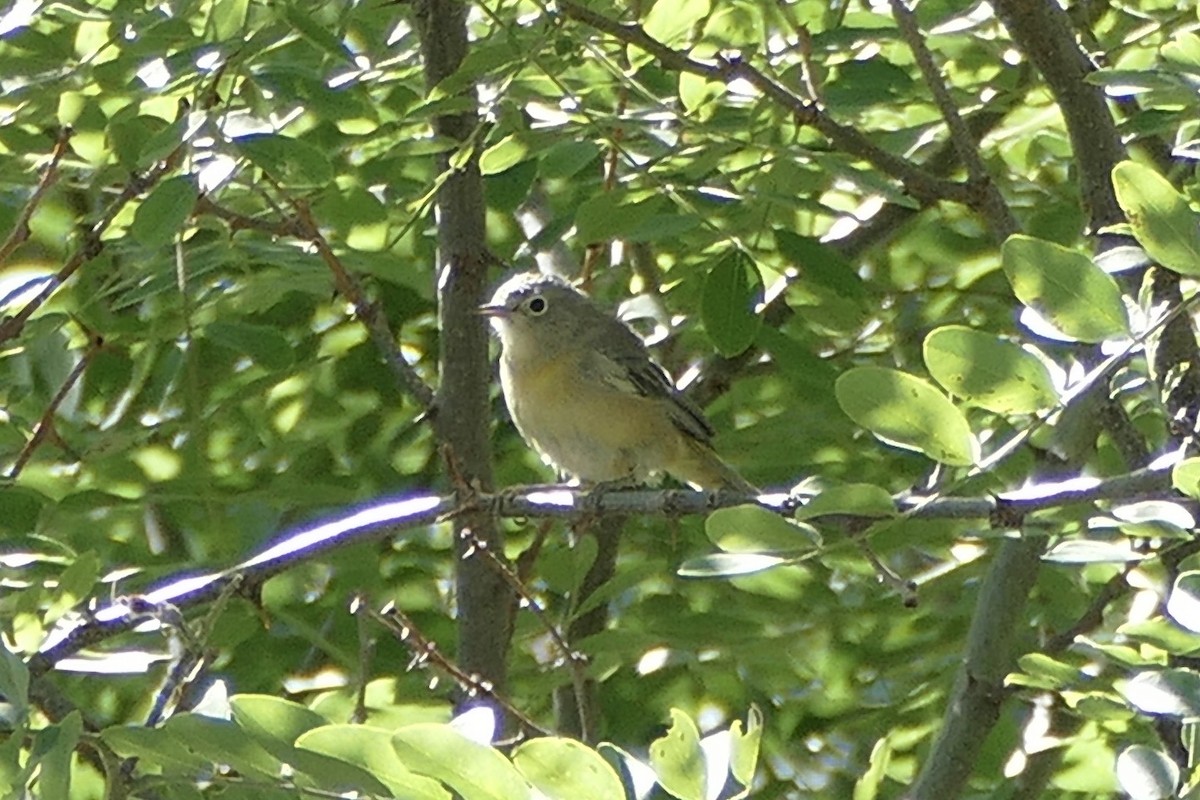 Virginia's Warbler - ML245708241