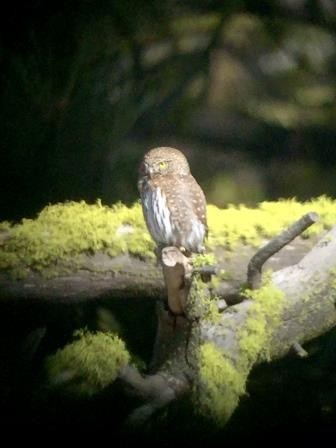 Northern Pygmy-Owl - ML24571011