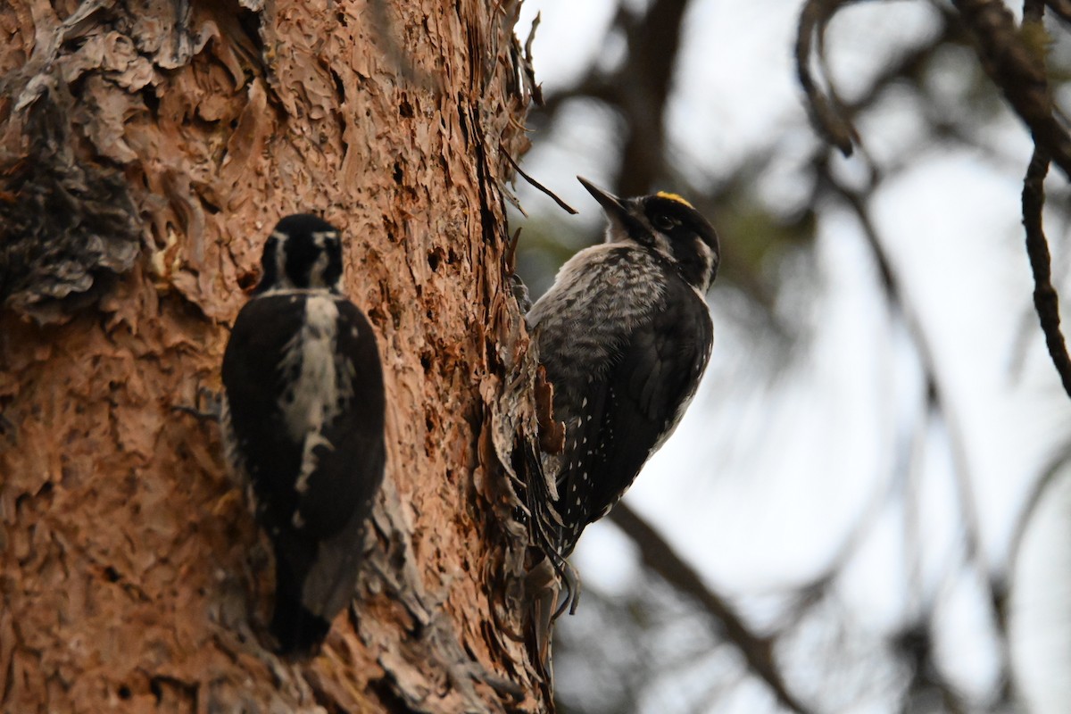 American Three-toed Woodpecker - ML245710401