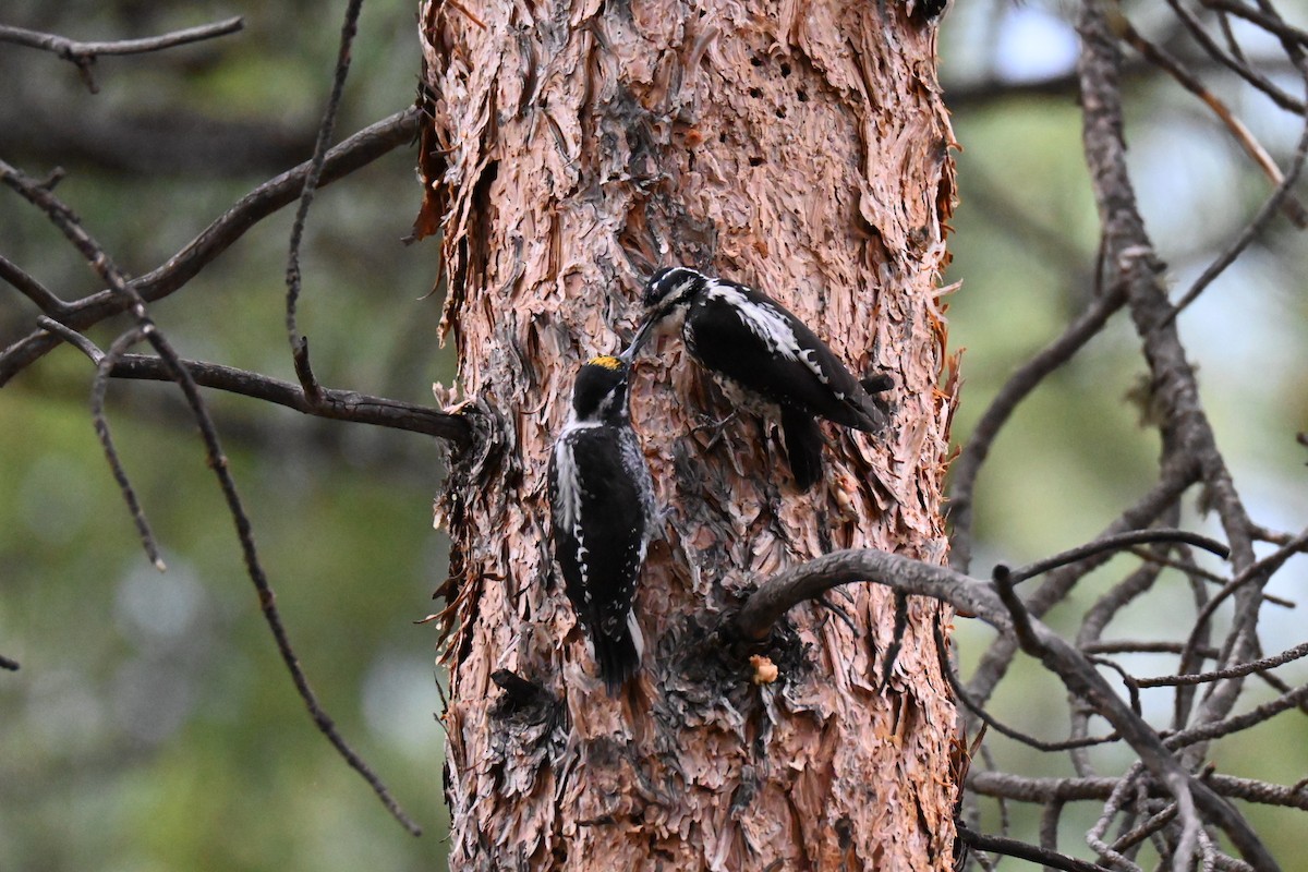 American Three-toed Woodpecker - ML245710411