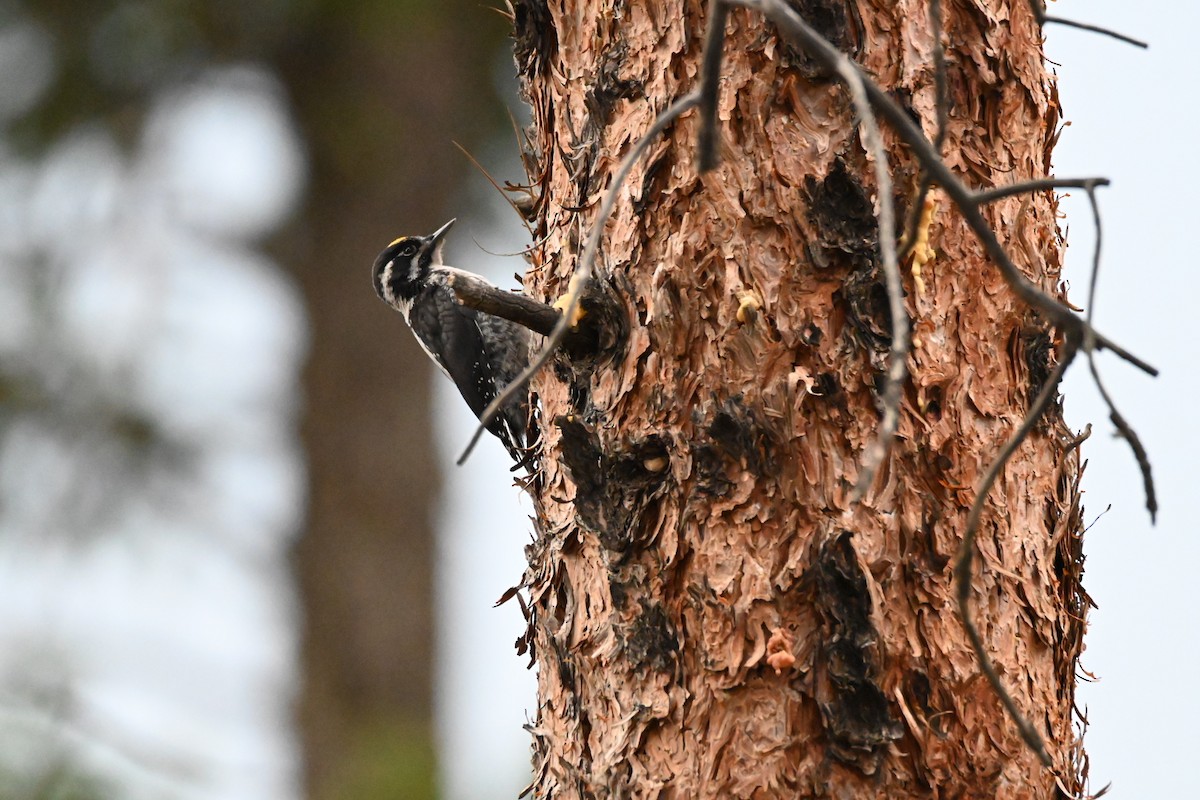 American Three-toed Woodpecker - ML245710421