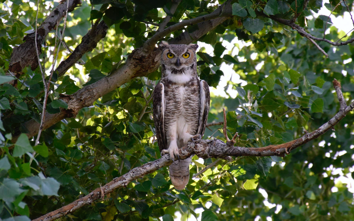 Great Horned Owl - ML245710871