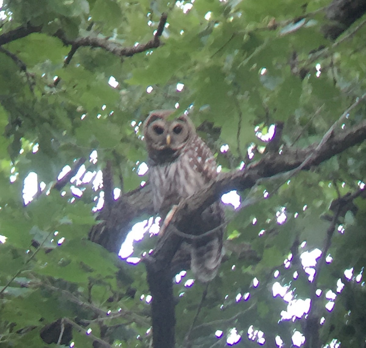 Barred Owl - Sam Manning