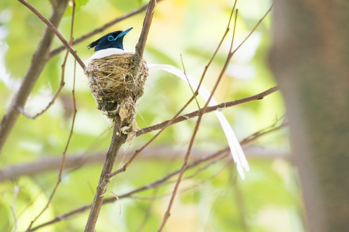 Indian Paradise-Flycatcher - ML245712731