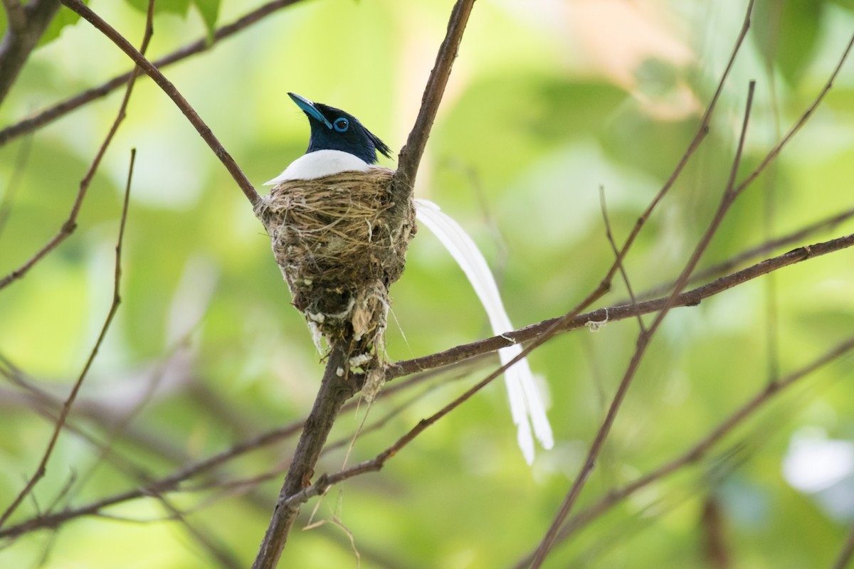 Indian Paradise-Flycatcher - ML245712741