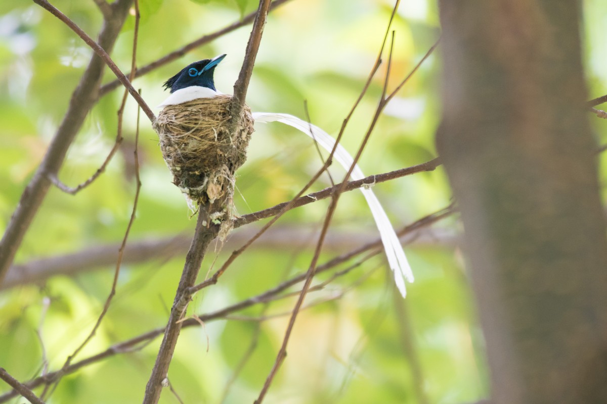 Indian Paradise-Flycatcher - ML245712751