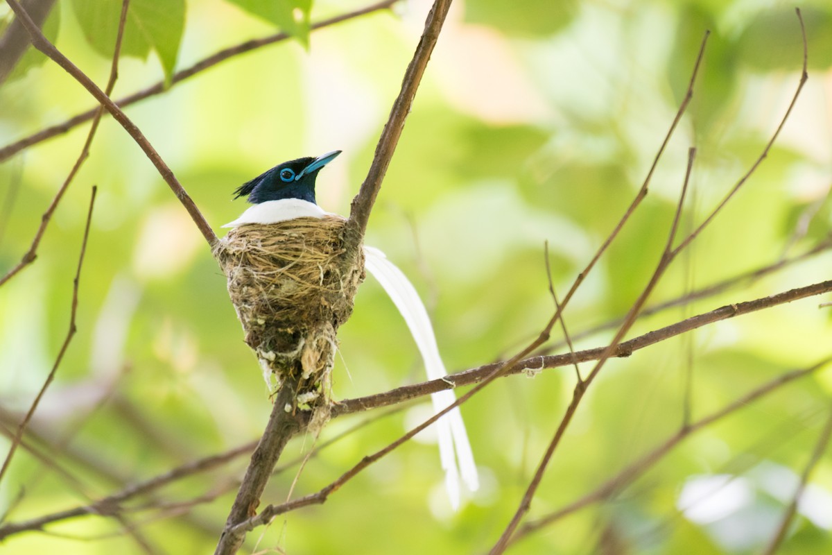 Indian Paradise-Flycatcher - ML245712761