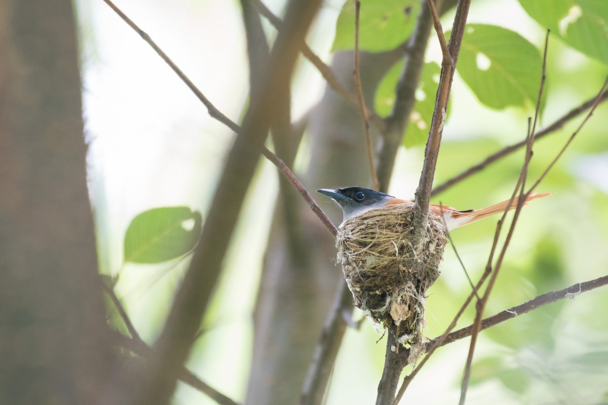 Indian Paradise-Flycatcher - ML245712891