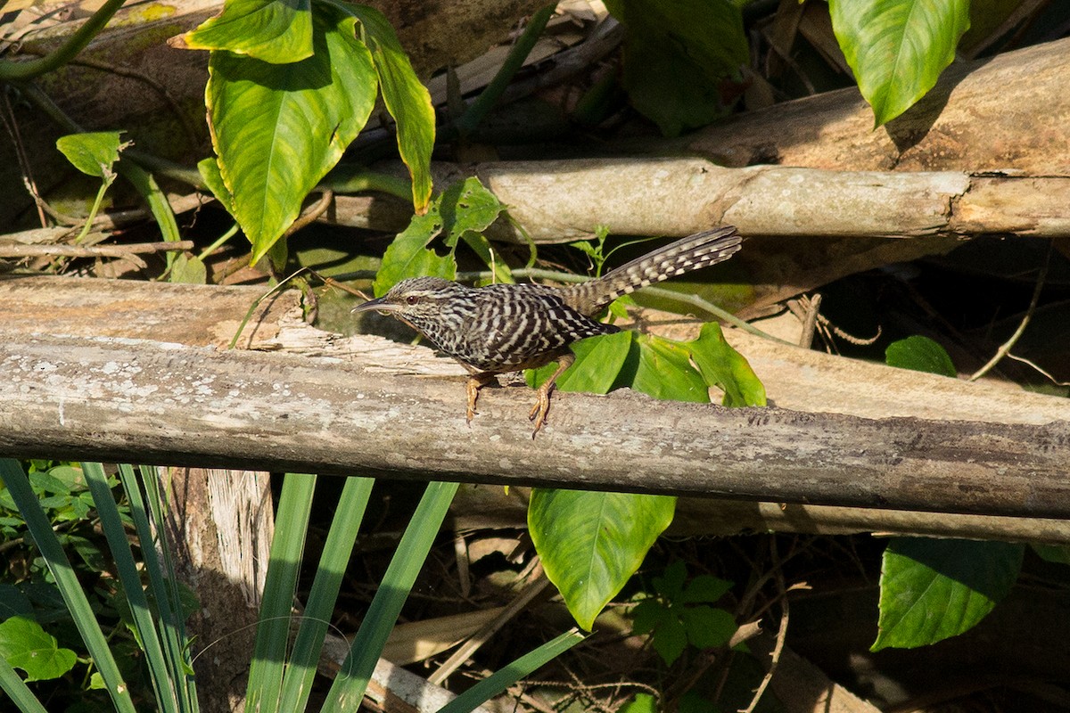 Band-backed Wren - ML24571511