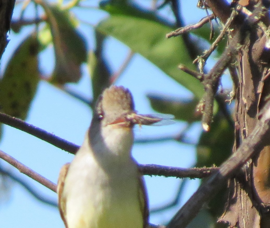 Ash-throated Flycatcher - Matthew Hunter