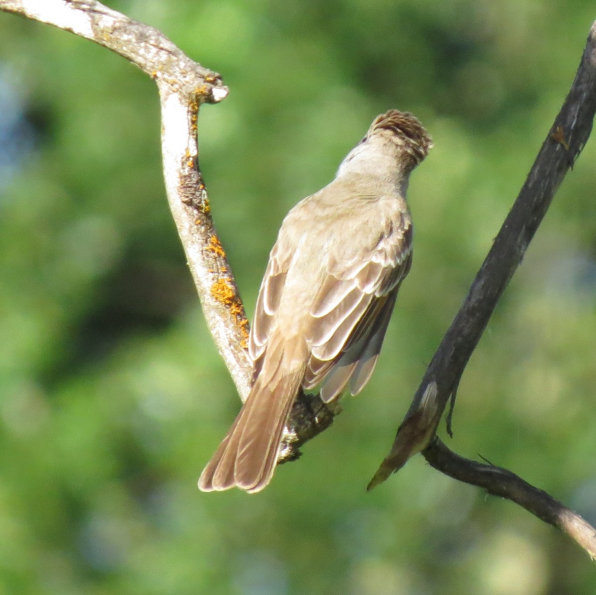 Ash-throated Flycatcher - Matthew Hunter