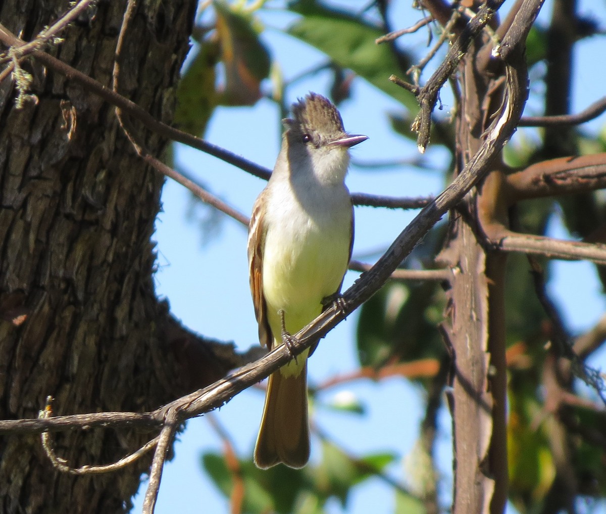 Ash-throated Flycatcher - ML24571591