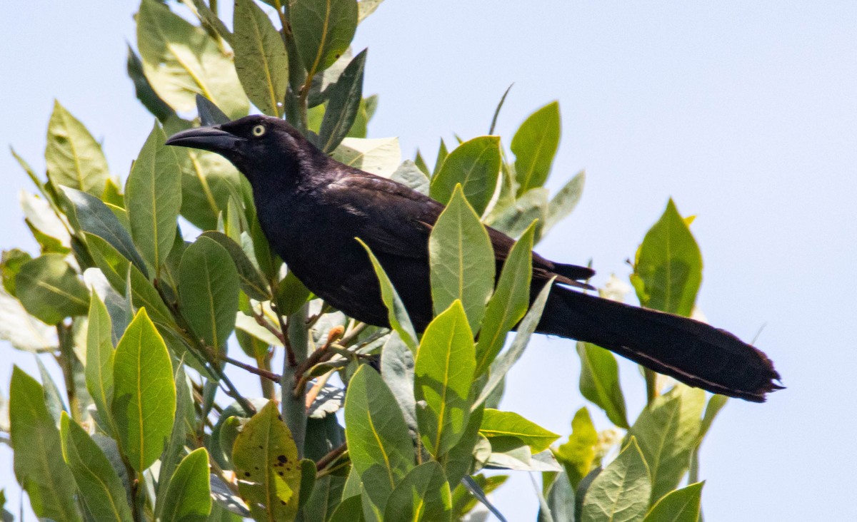 Great-tailed Grackle - ML245716601