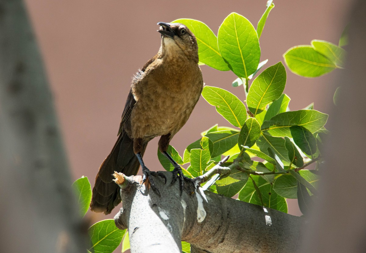 Great-tailed Grackle - ML245716631